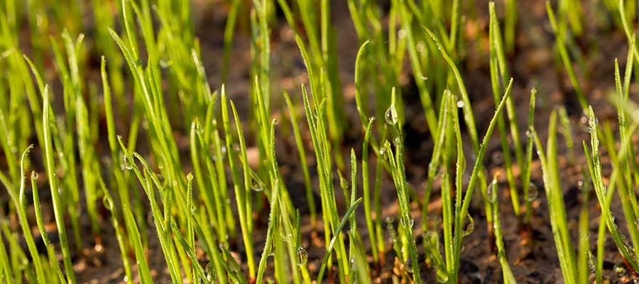 young grass starting to grow in the sun