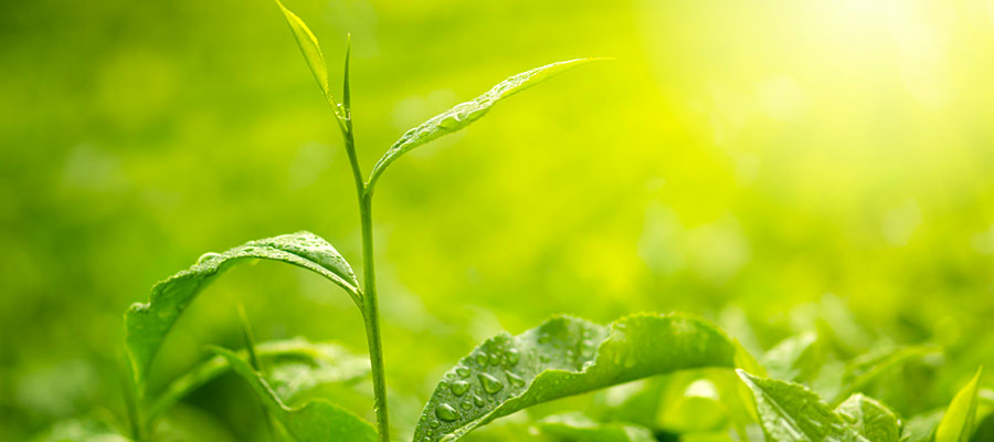 healthy plants growing in the sun