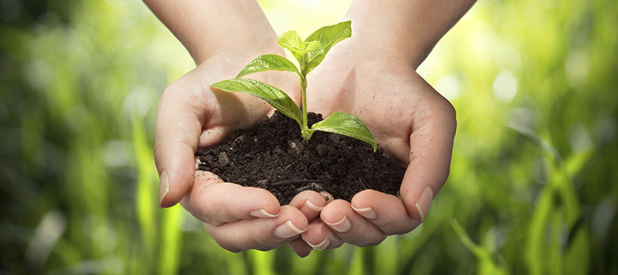 a womans hands holding a young, small plant